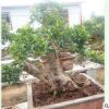 優(yōu)美庭院造型大樹樹盆景花卉盆栽 苗圃樹樁盆景出售石榴樹苗批發(fā)