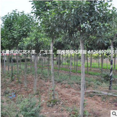 園林綠化紅花木蓮苗各種常綠喬木行道樹紅花木蓮小苗帶土球移植