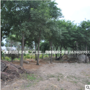 綠化苗木批發(fā) 國(guó)槐樹苗 國(guó)槐小苗 速生國(guó)槐苗 大小規(guī)格齊全