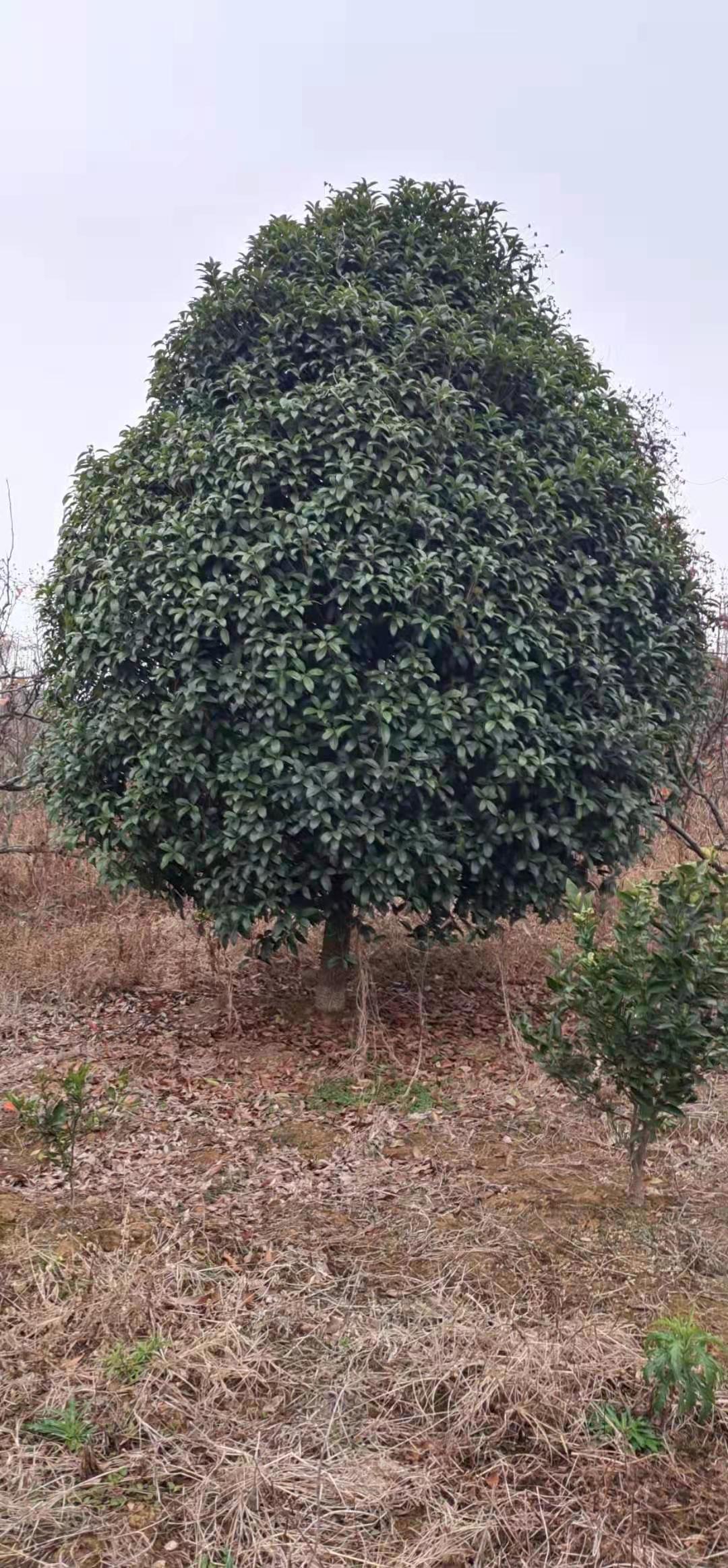 桂花樹地苗，12-60公分，規(guī)格齊全，價格便宜