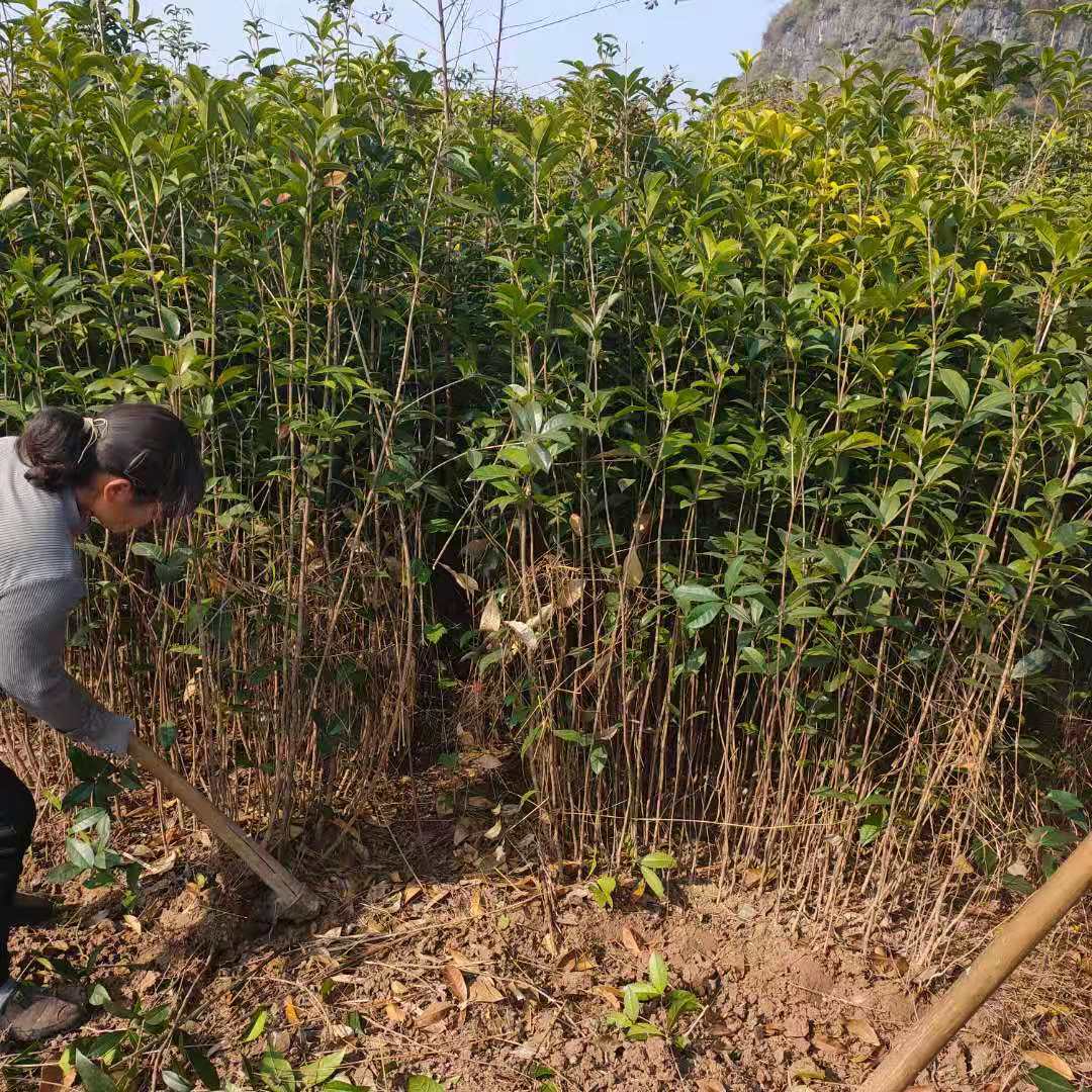 桂花樹小苗大量供應(yīng)