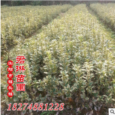 湖南優(yōu)質(zhì)出售 金邊黃楊球 金邊黃楊小苗 哪里實(shí)惠