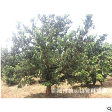 喬木-湖南羅漢松價(jià)格優(yōu)惠原生羅漢松胸徑10-12-15公分羅漢松低價(jià)