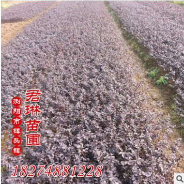 供應(yīng)一年生紅花繼木小苗 紅花繼木球 雙面紅花繼木報(bào)價(jià)