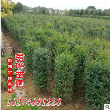 優(yōu)質(zhì)低價(jià)銷售 小葉女貞柱 盡在君琳苗圃樹形優(yōu)美