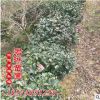 低價(jià)銷售 茶梅球 茶梅小苗 盡在湖南君琳苗圃