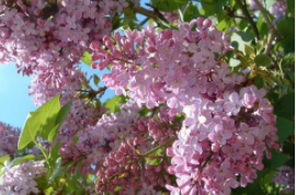 2021-2027全球與中國城市園林綠化市場現狀及未來發展趨勢