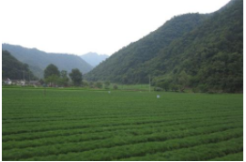 春來花枝俏!青田花卉苗木市場生意回溫~