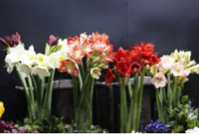 2021上海永生綠植及仿真植物展覽會【中國國際錦鯉大展】