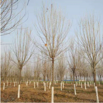 山東白蠟 濟寧白蠟報價 白蠟價格 山東白蠟基地實拍