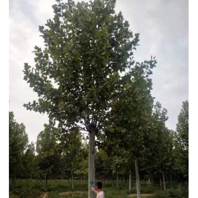 山東法桐價格便宜 老法桐 濟寧法桐價格 華東地區法桐批發基地