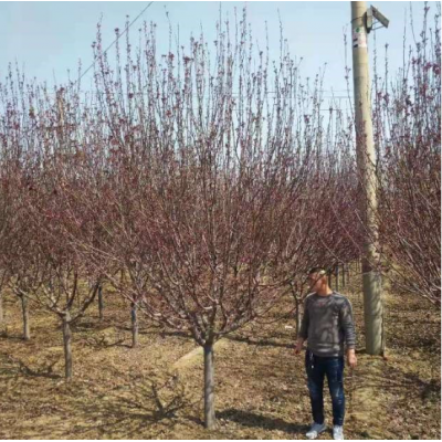 今年北美海棠報價，山東海棠價格，山東北美海棠價格