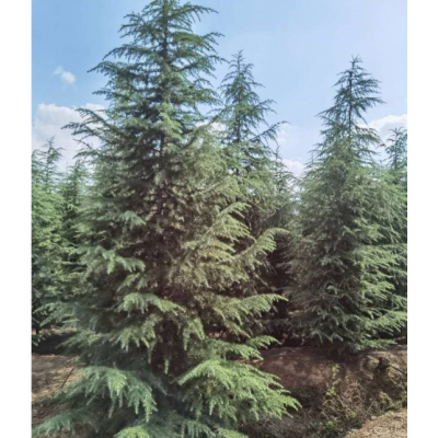 雪松6米高700元 告訴6米雪松700元