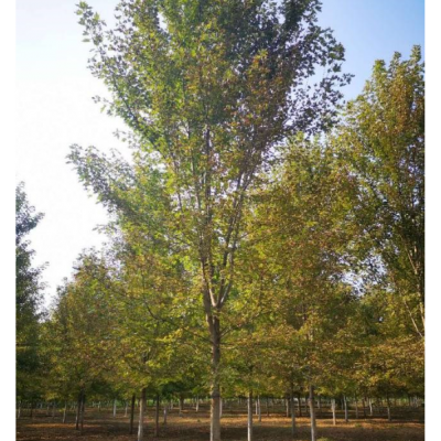 大規格美國紅楓批發價便宜，濟寧美國紅楓價格，美國紅楓報價