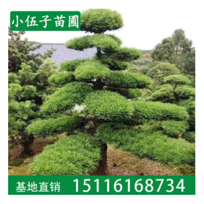 批發羅漢松造型樹園林工程綠化精品庭院樹 規格齊全湖南基地直銷
