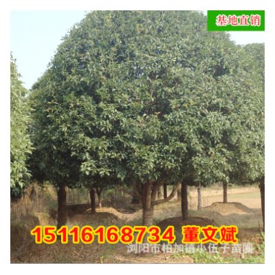 批發(fā)湖南桂花樹 八月桂20公分各規(guī)格精品苗木庭院綠化 基地直銷