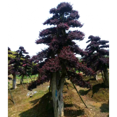 造型紅花繼木樁景樹 市政園林別墅庭院綠化苗木湖南苗圃 基地直銷