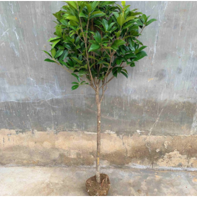 桂花樹苗常青盆栽植物室內(nèi)四季桂月月桂八月桂樹批發(fā)