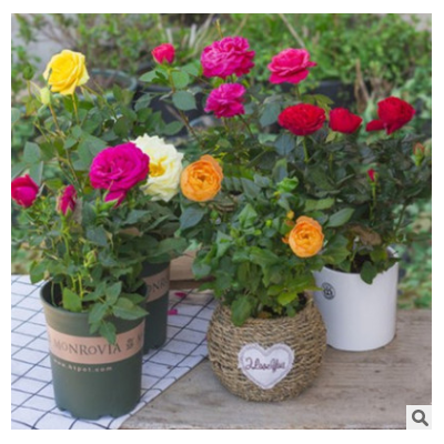 迷你玫瑰歐月鉆石玫瑰月季薔薇花帶花苞四季花卉盆栽陽臺綠植桌面