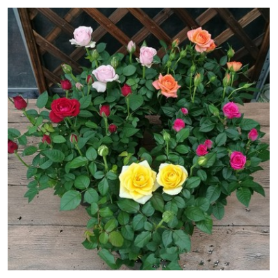 玫瑰花苗大花月季綠植物盆栽室內(nèi)外桌面薔薇微型月季花卉陽臺盆栽
