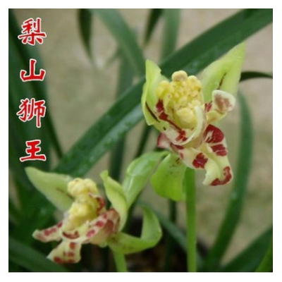 墨蘭企黑蘭花 建蘭 四季蘭 室內(nèi)植物盆栽花卉園藝春蘭 蘭花盆栽