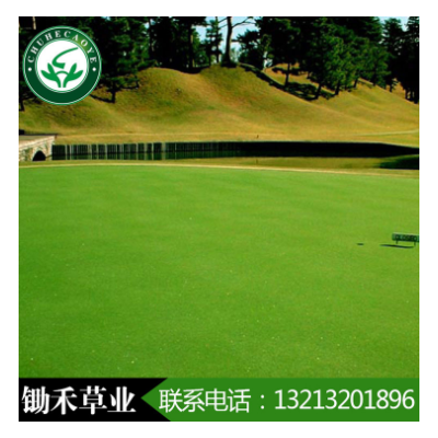 草坪種子克羅米匍匐翦股穎果嶺草草籽別墅矮草坪小區綠化四季常青