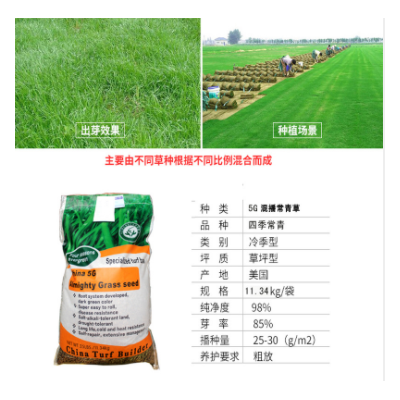 護坡草種高羊茅草籽多年生草籽四季常青抗病耐熱耐踩耐旱草坪種子