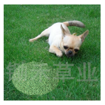 多年生草種狗牙根綠化矮生百慕大草籽原種凈籽包衣脫殼種子馬尼拉