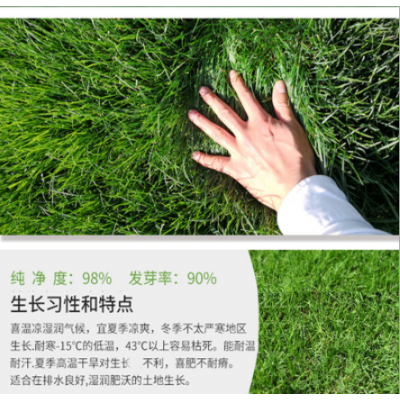 護(hù)坡高羊茅草坪型高羊茅耐熱耐旱耐踐踏耐寒耐踩四季常青草籽草種