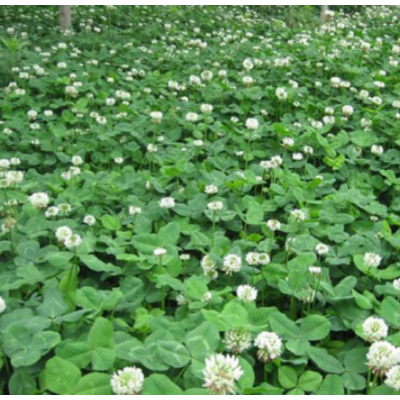 批發(fā)白三葉草種子三葉草種 綠化草籽紅三葉慧亞包衣 牧草草坪種子