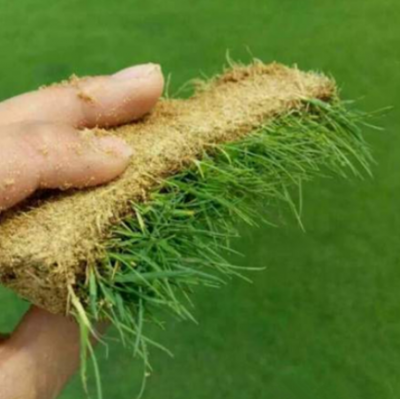 四季匍匐型剪股穎草種翦股穎細(xì)弱型草坪種子直立型耐寒耐熱耐踐踏