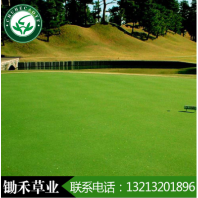 翦股穎草種草坪果嶺草草籽匍匐型翦股穎細(xì)弱剪股穎高爾夫球場(chǎng)草種