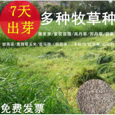 草籽花籽牧草種蘇丹草紫花苜蓿多年生黑麥草高羊茅四季常青狗牙根