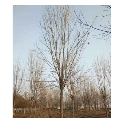 今年白蠟開春價格怎么樣 采購白蠟可以到山東 白蠟行情