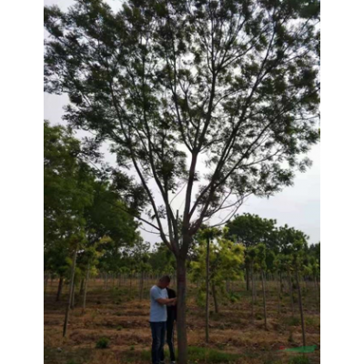 山東濟寧國槐基地實拍，大量采購便宜的國槐可以到山東濟寧
