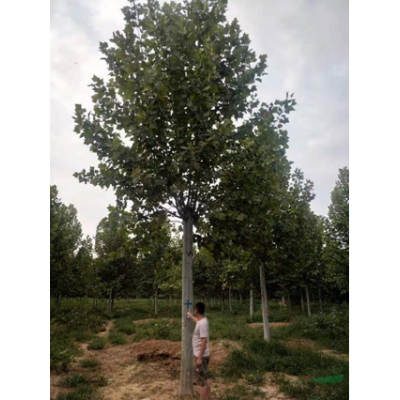 山東法桐價格便宜 老法桐 濟寧法桐價格 華東地區(qū)法桐批發(fā)基地