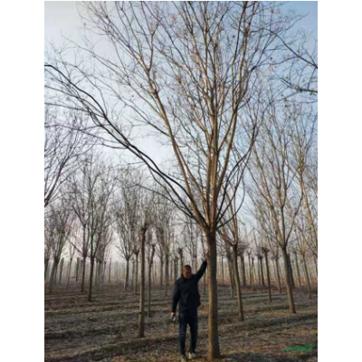 今年的國槐價格便宜 專業(yè)的國槐基地實拍 國槐價格 山東國槐
