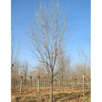 專業(yè)的白蠟基地批發(fā)各種規(guī)格白蠟 精品白蠟批發(fā)價格也很便宜