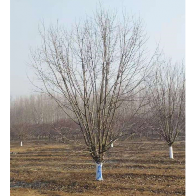 山東北美海棠價格，常年工藝優質的北美海棠，山東濟寧北美海棠批