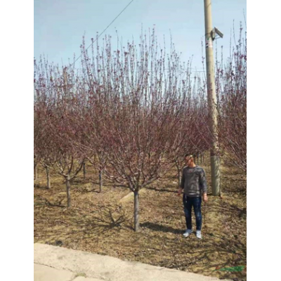 今年北美海棠報價，山東海棠價格，山東北美海棠價格，金瓶北美海棠