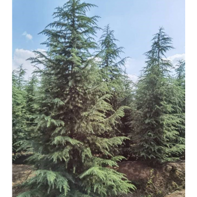 雪松6米高700元 告訴6米雪松700元