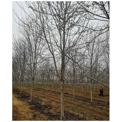 山東美國紅楓濟寧美國紅楓，華東地區美國紅楓報價便宜