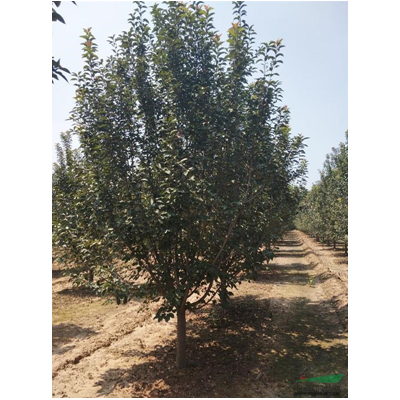 絢麗海棠8公分，10公分、12公分、7公分報價