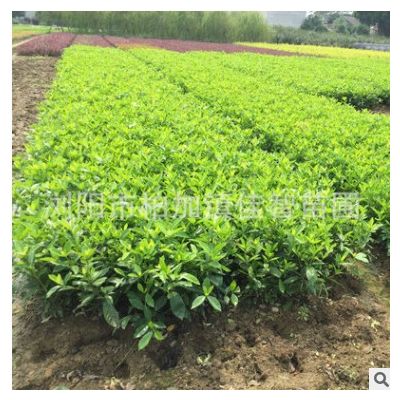 長期供應(yīng)園林綠化苗木灌木球大葉梔子 工程園林綠化苗木大葉梔子