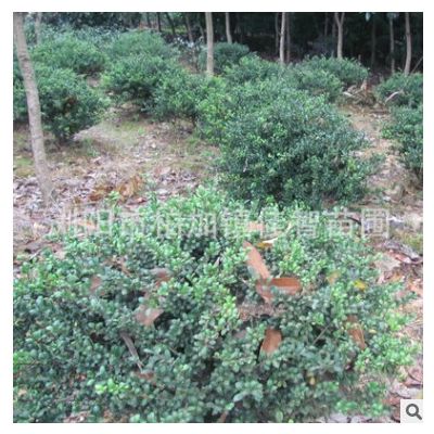 基地批發(fā)龜甲冬青球 工程綠化苗木灌木 常綠型苗木 龜甲冬青苗