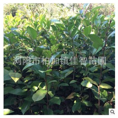 湖南綠化苗木小葉文木中華紋母 工程綠化文母樹苗 庭院蚊母小苗