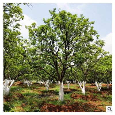 移栽香泡柚子樹 文旦 基地批發(fā) 價格實惠 胸徑10公分-20公分