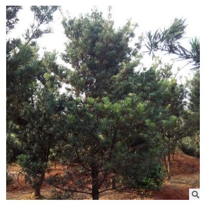 基地批發(fā)優(yōu)質(zhì)羅漢松 羅漢松價(jià)格 貨源充足 多規(guī)格