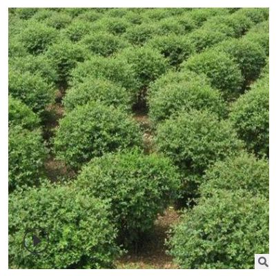 供應(yīng)小葉女貞球 行道景觀樹(shù)小葉女貞 價(jià)格實(shí)惠 貨源充足 可批發(fā)