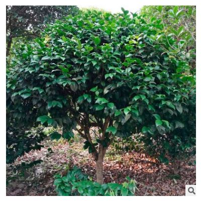 湖南茶花球價格 市政園林綠化苗木茶花球 現貨供應 量大價優